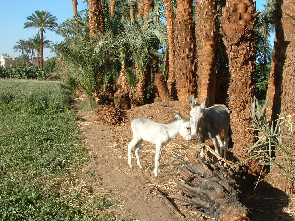 Home Sweet Home Luxor Apartments Lel Agalta Buitenkant foto